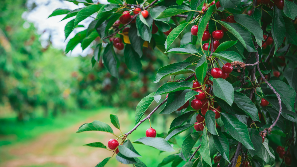 Montmorency Cherry tree with ripe cherries ready for picking