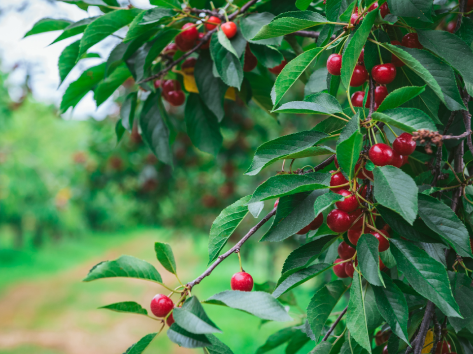 Montmorency Cherry tree with ripe cherries ready for picking